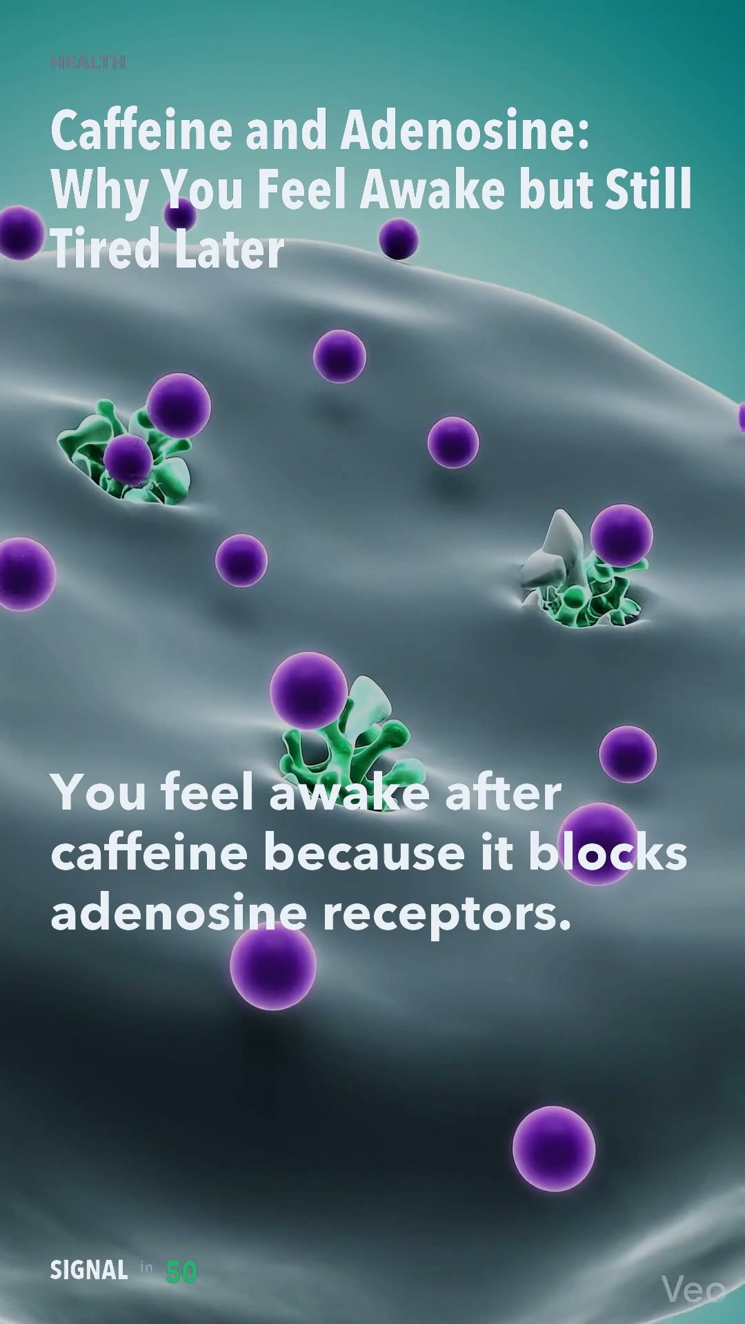Caffeine and Adenosine: Why You Feel Awake but Still Tired Later