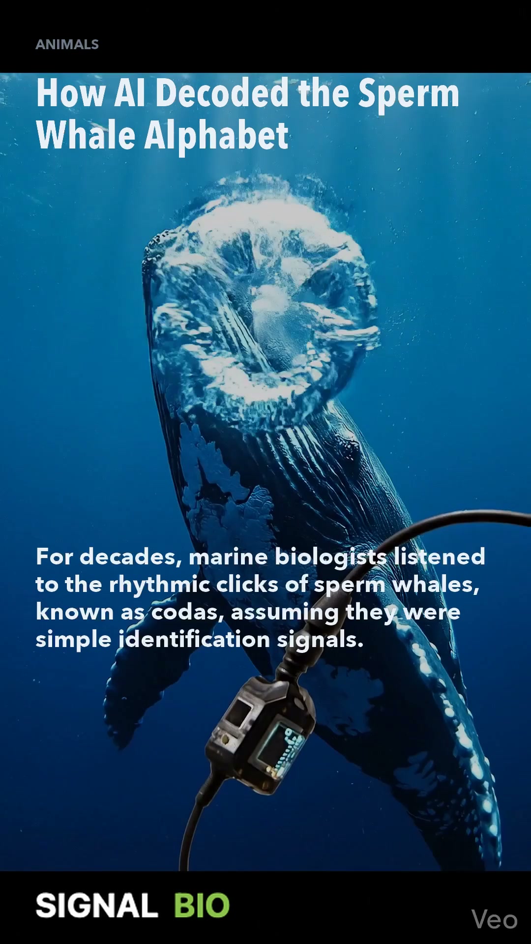 How AI Decoded the Sperm Whale Alphabet
