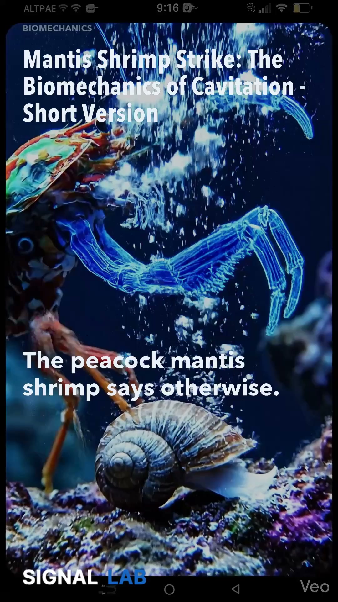 Mantis Shrimp Strike: The Biomechanics of Cavitation - Short Version
