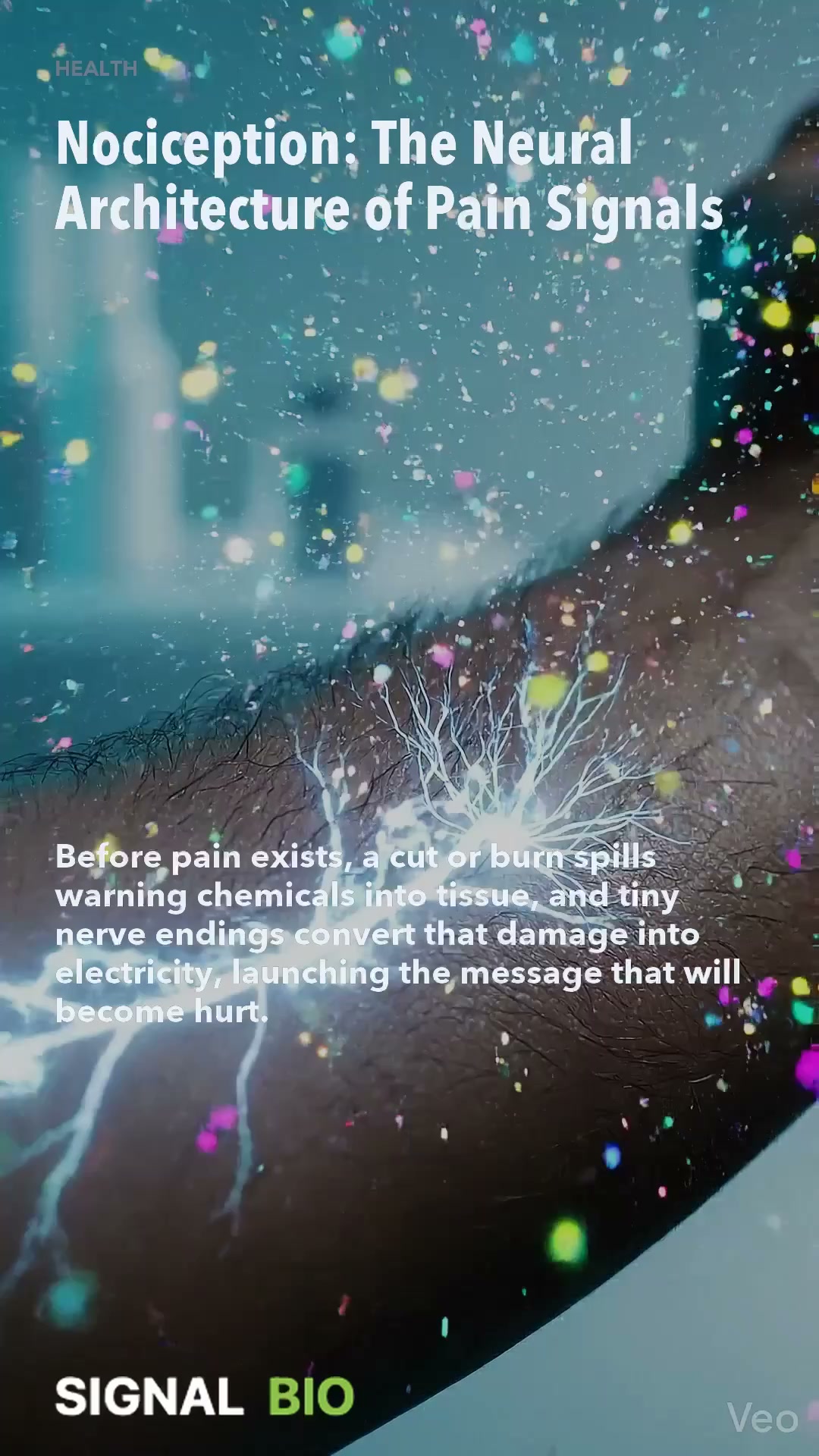 Nociception: The Neural Architecture of Pain Signals