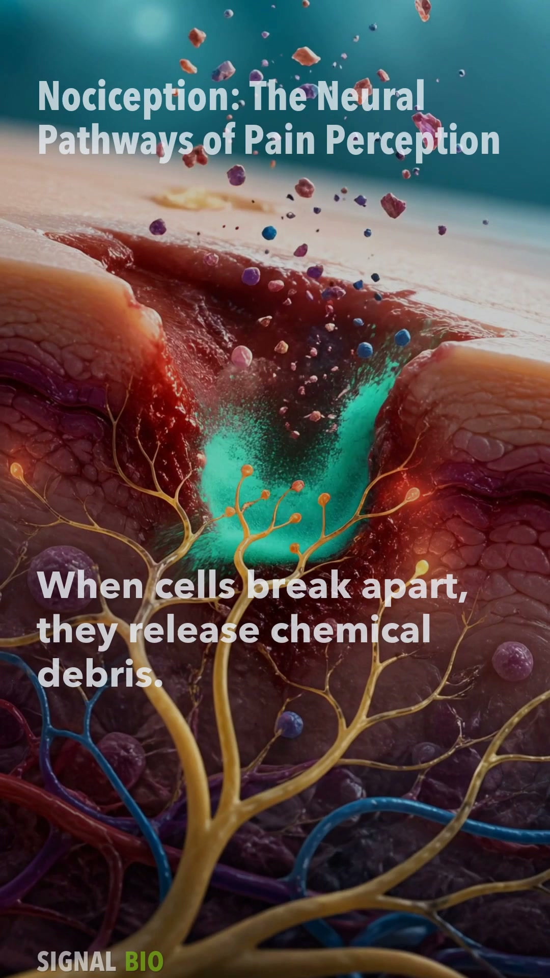 Nociception: The Neural Pathways of Pain Perception