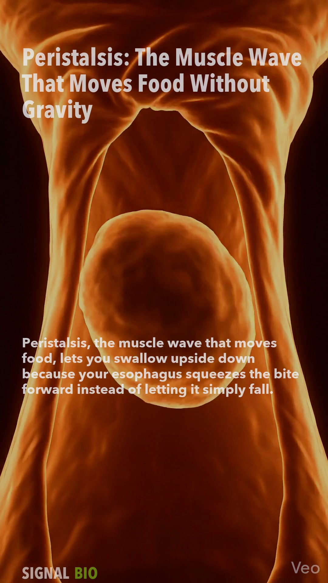 Peristalsis: The Muscle Wave That Moves Food Without Gravity