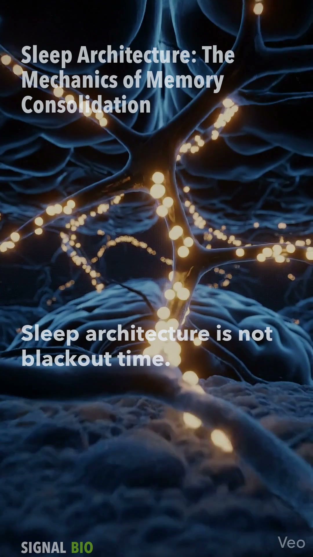 Sleep Architecture: The Mechanics of Memory Consolidation