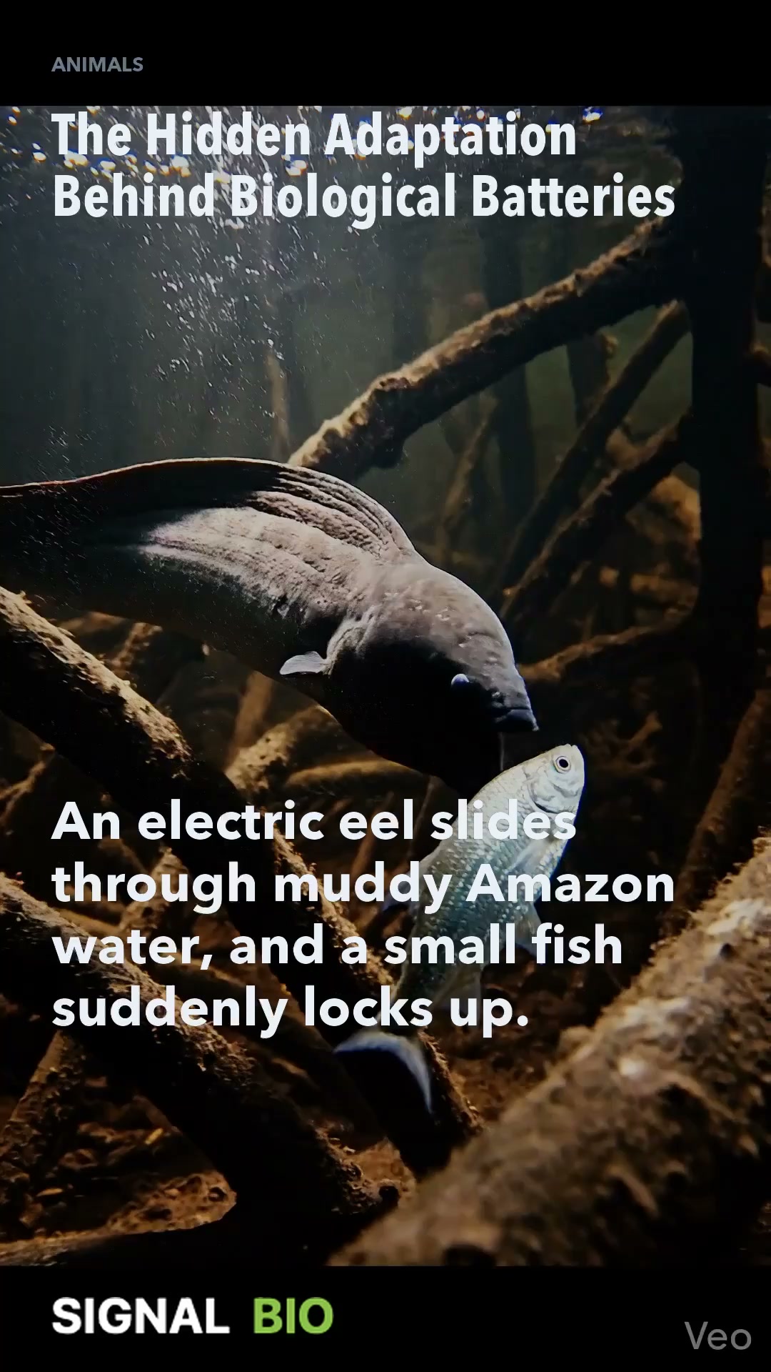 The Hidden Adaptation Behind Biological Batteries