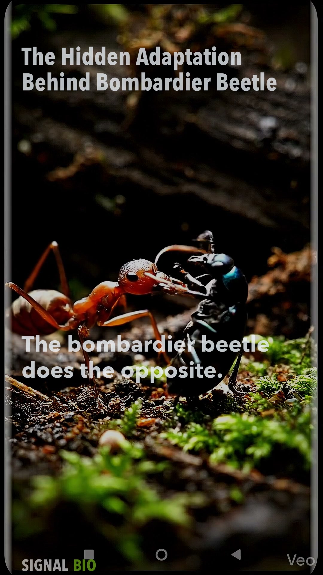 The Hidden Adaptation Behind Bombardier Beetle