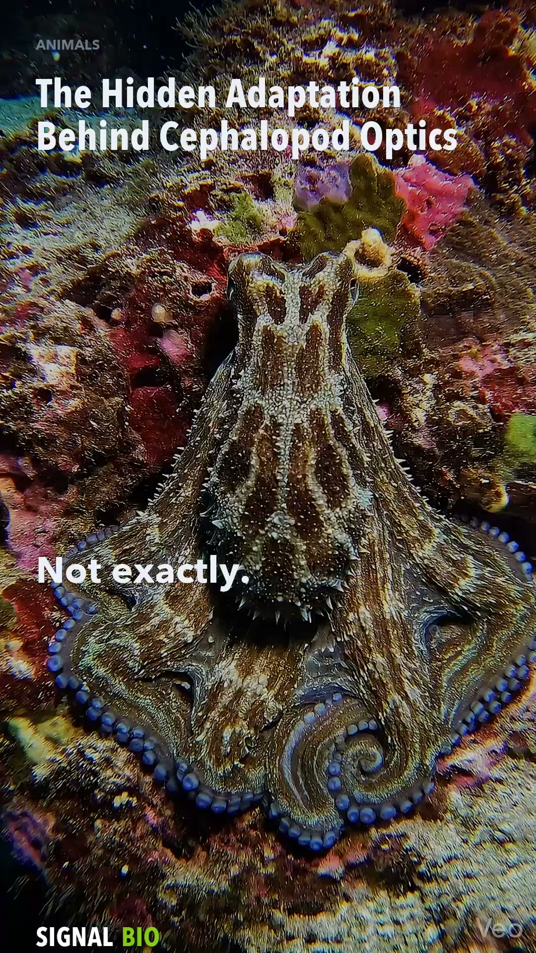 The Hidden Adaptation Behind Cephalopod Optics