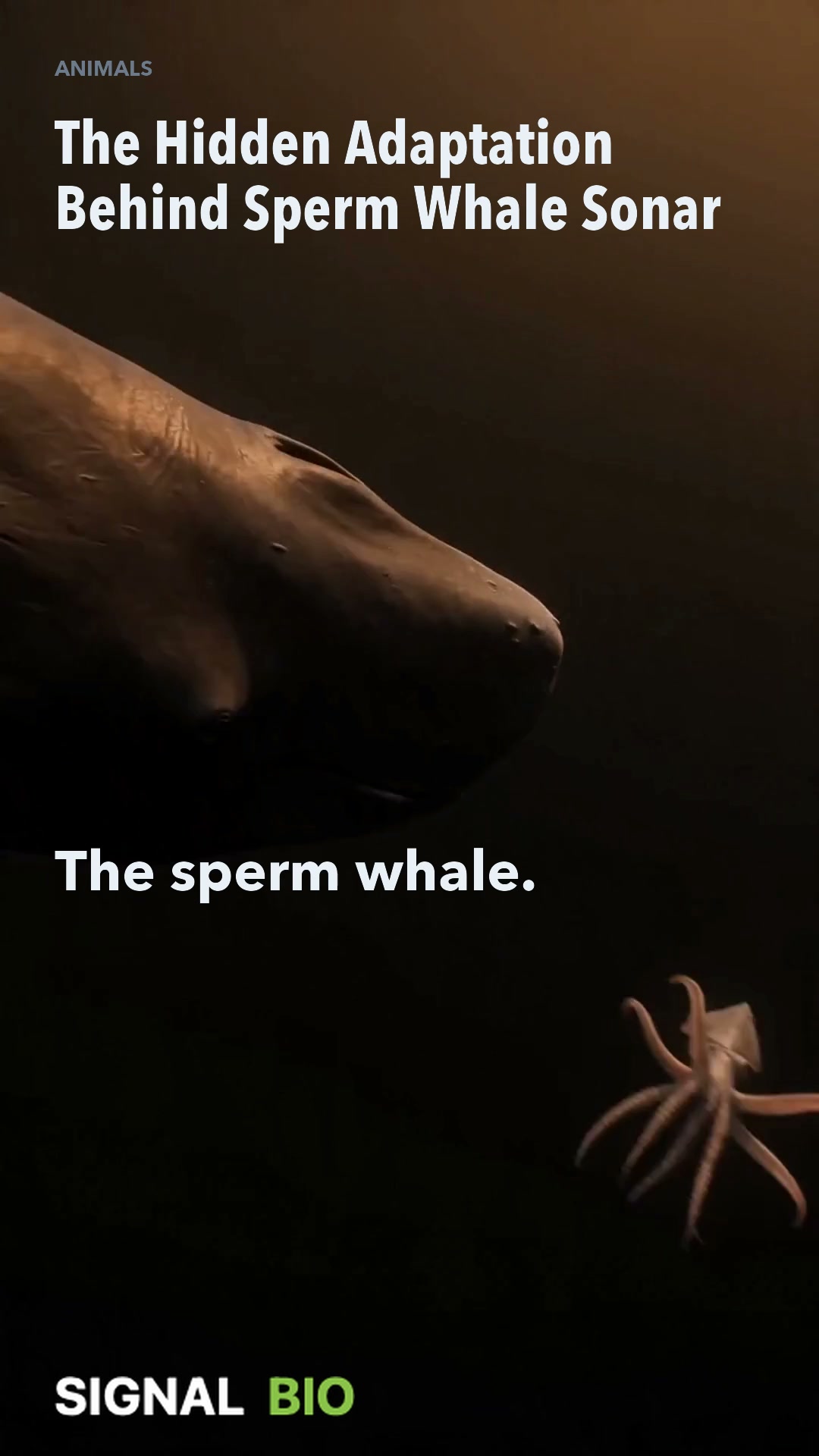 The Hidden Adaptation Behind Sperm Whale Sonar