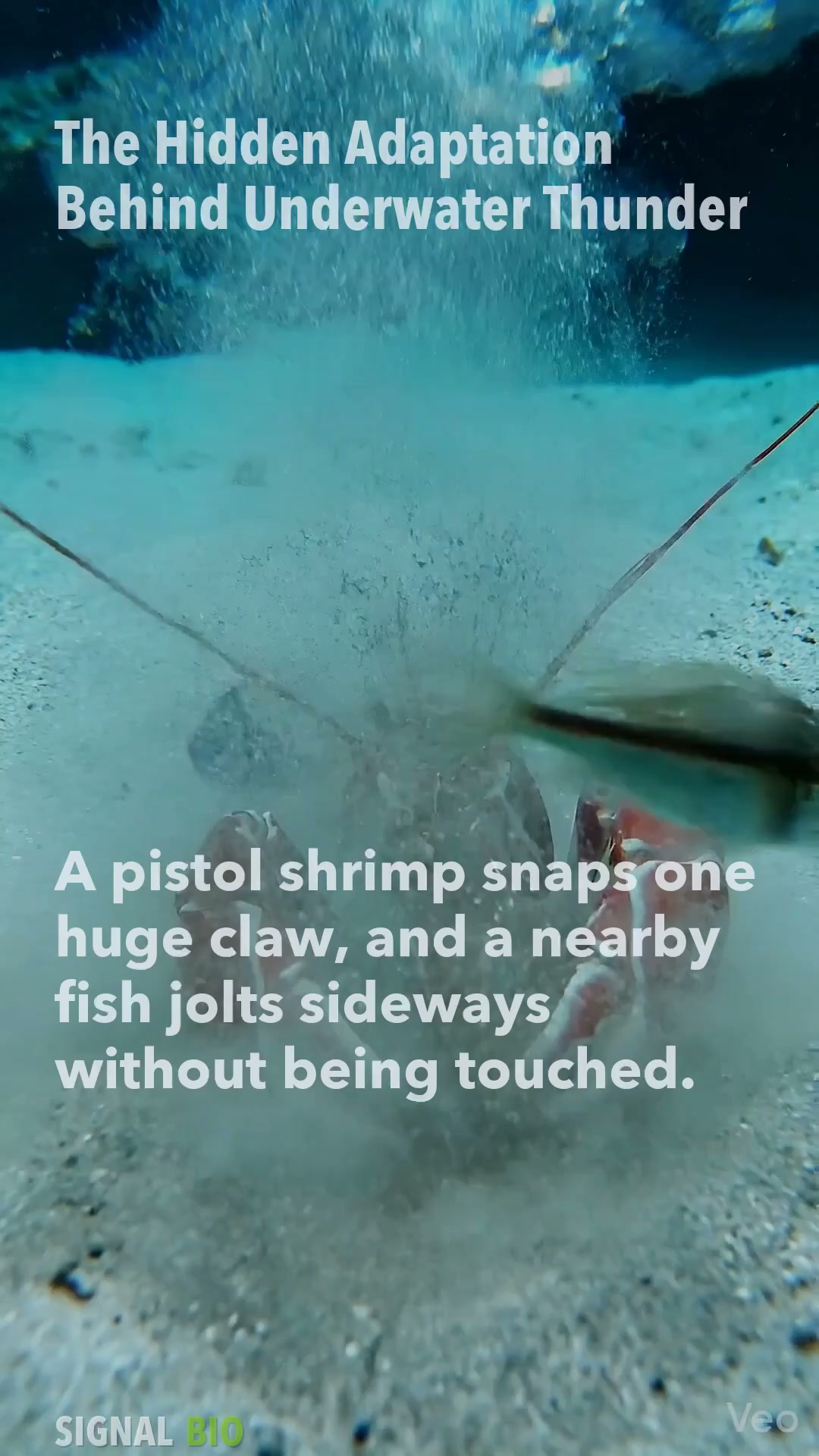 The Hidden Adaptation Behind Underwater Thunder