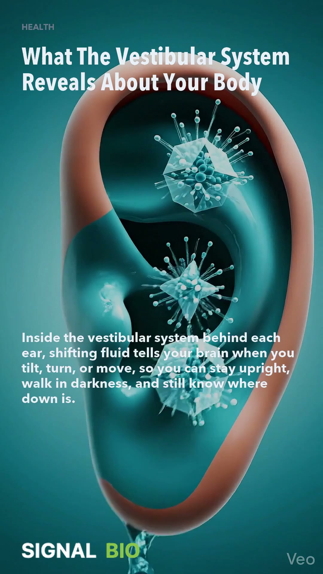 What The Vestibular System Reveals About Your Body