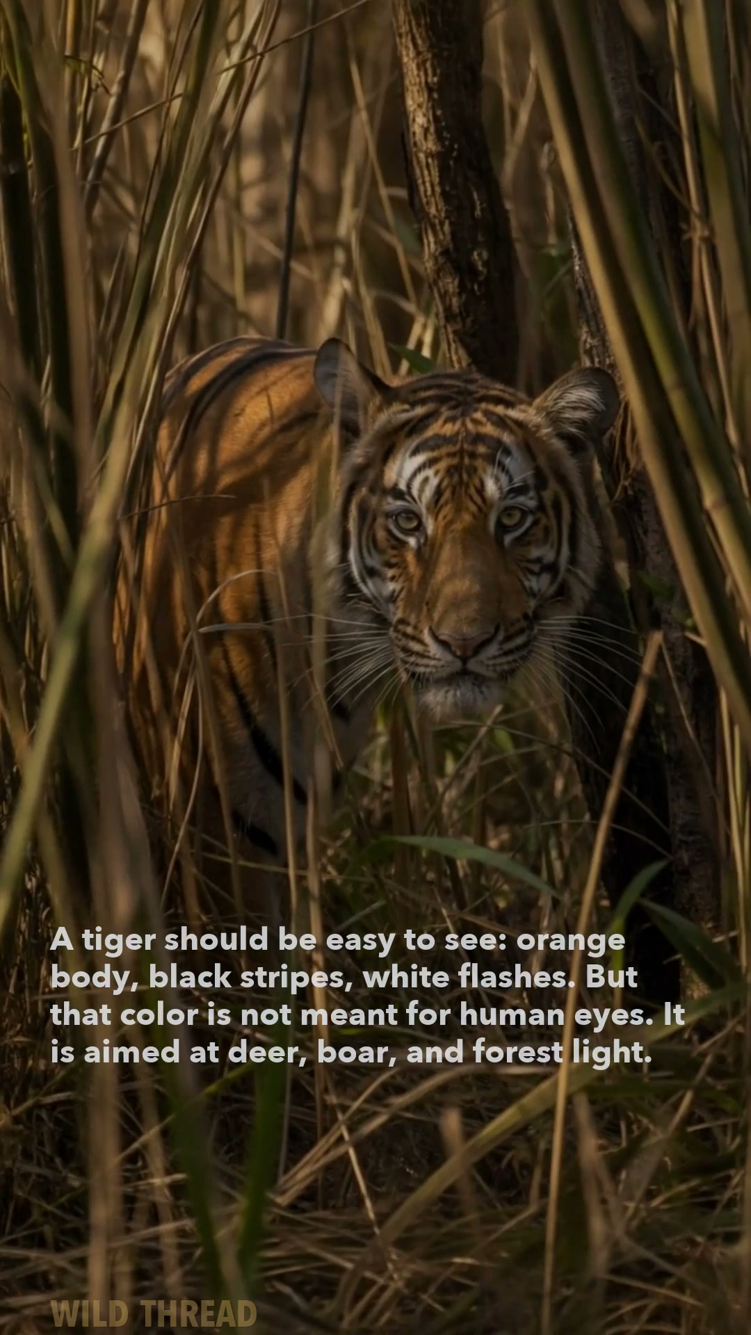 Why tigers disappear in plain orange
